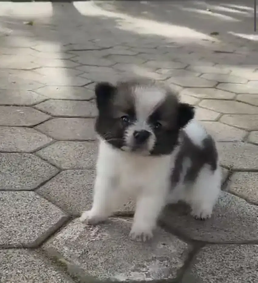 Minipom nonstambum