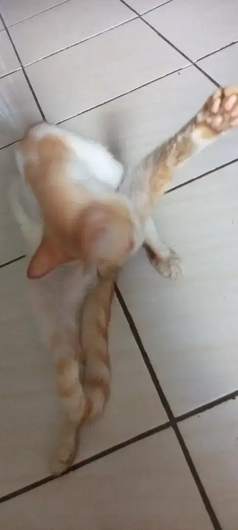 KUCING DIPERCEPAT AMBIL BACA DESKRIPSI.