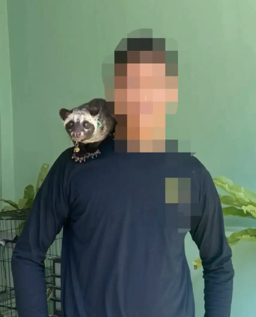Musang Pandan Betina jinak