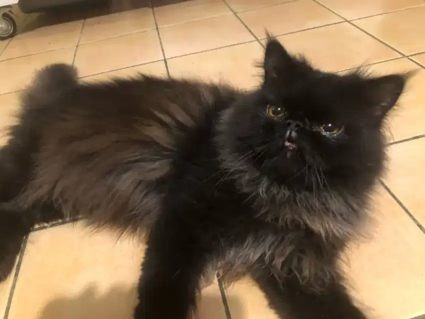 KUCING PEAKNOSE, KUCING PERSIAN
