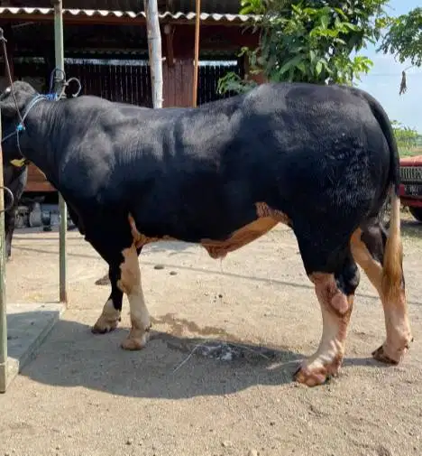 sapi qurban 600kilo timbang real hidup2 rawatan kandang jamin manteb