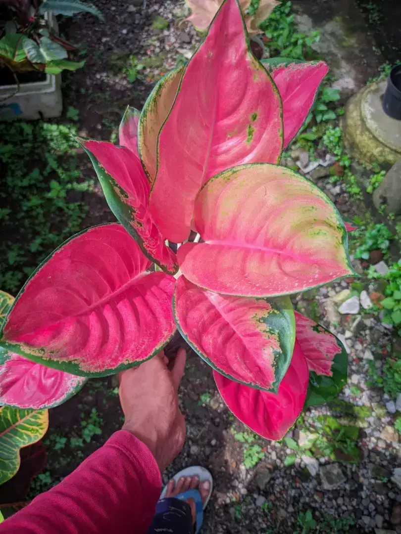 Aglaonema Rawatan / Aglonema Rawatan