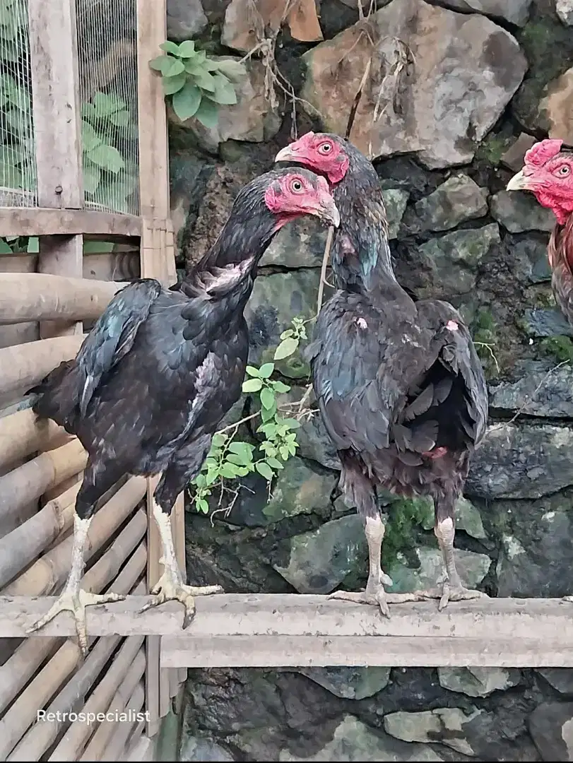 Ayam betina bangkok Koytrad berjalu langka