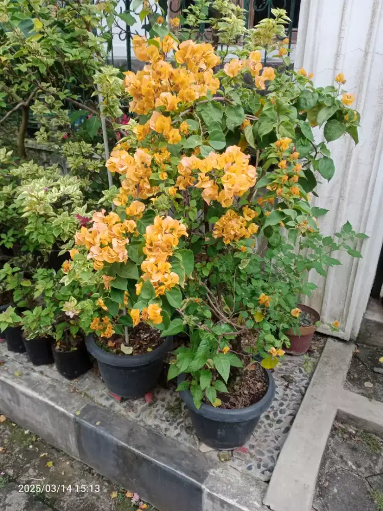 Bunga Bugenvil Golden rose, kuning tinggi 1, 3m, Subur Rimbun