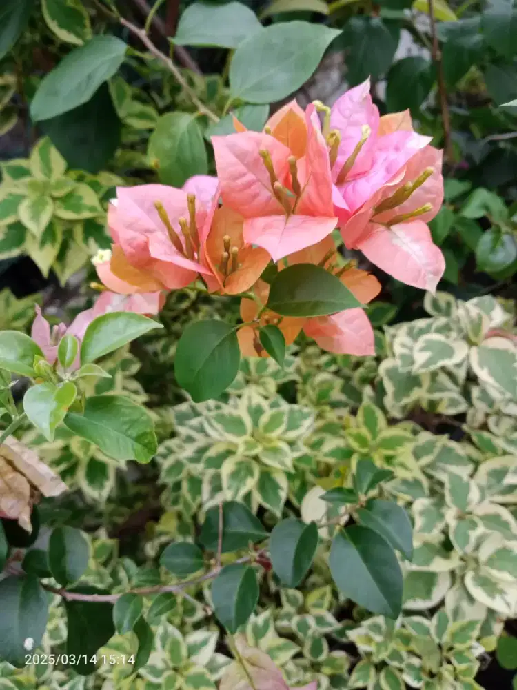 Bibit Bunga Bugenvil Golden Sunshine ORI, dr harga 50-90