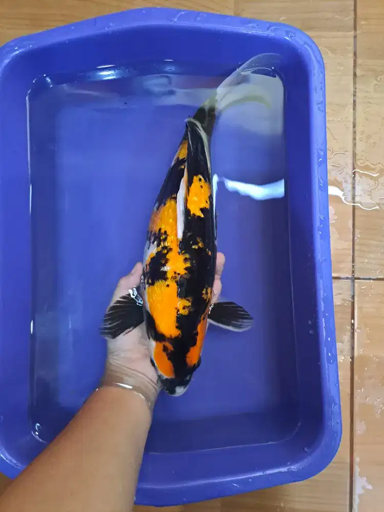 Koi Showa Ginrin blitar