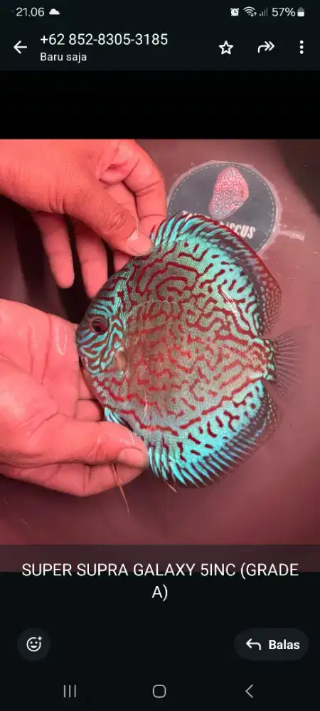 Discus Supra Galaxy 4,5inch Female