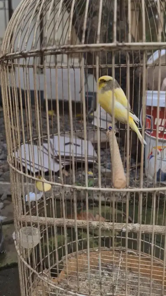 Kenari yorkshire jantan bisa lewat oyen dan hijau