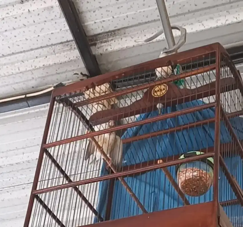 Burung Blackthroat gacor dor
Atas bawah cor dor
Gampang bunyi
Fullset
