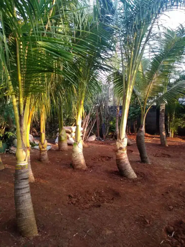 Pohon kelapa kuning hias