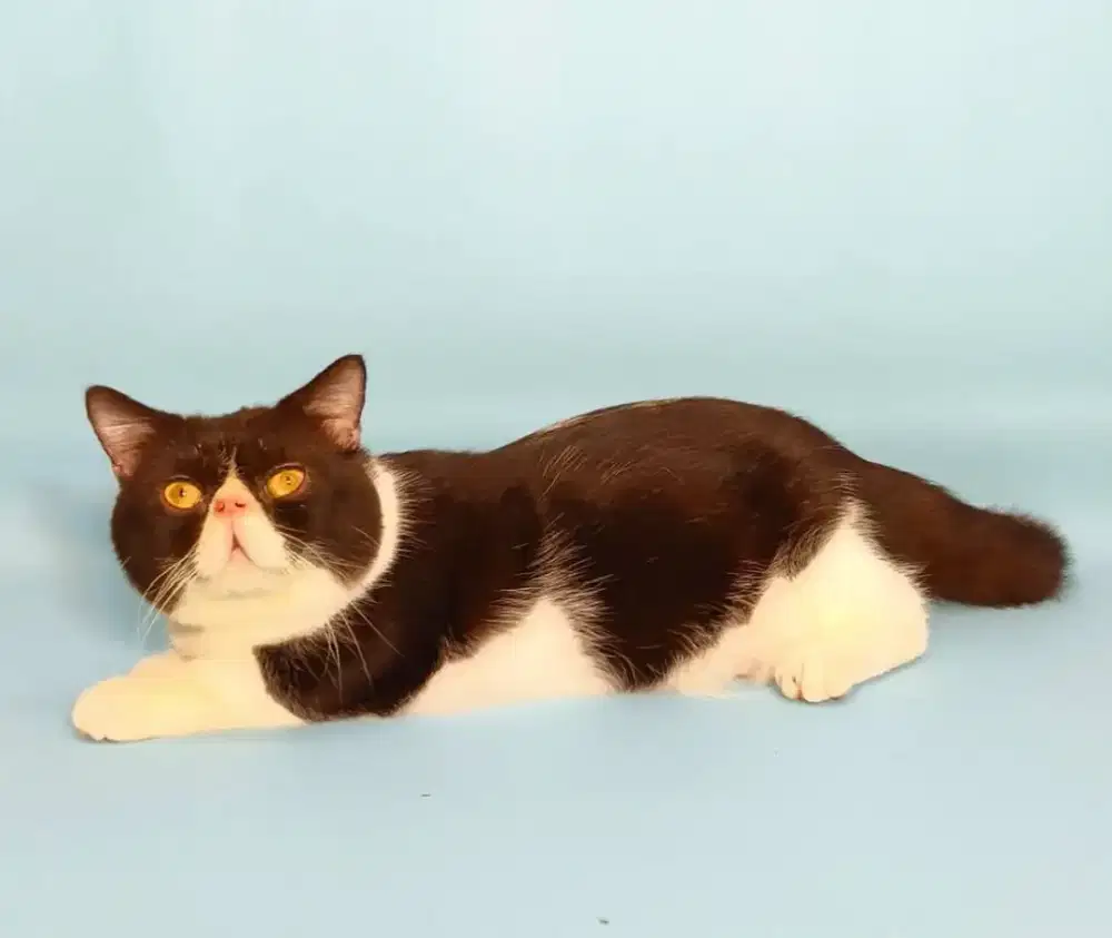 Kucing Munchkin Jantan