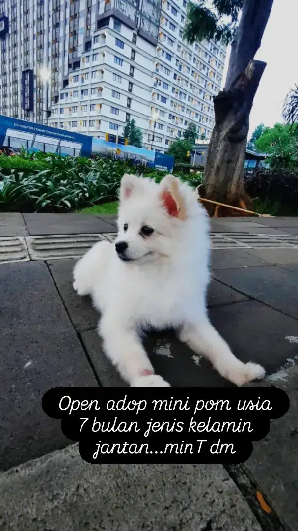 Anjing mini pom usia 7 bulan jantan