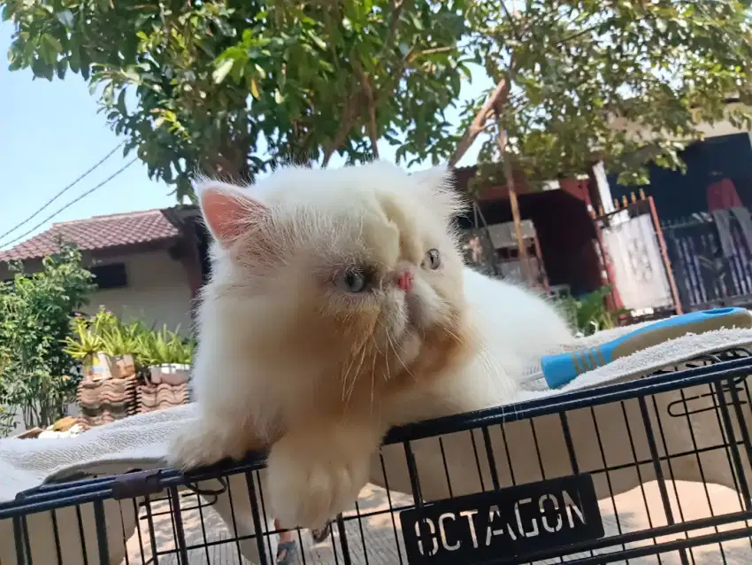 Kucing peaknose