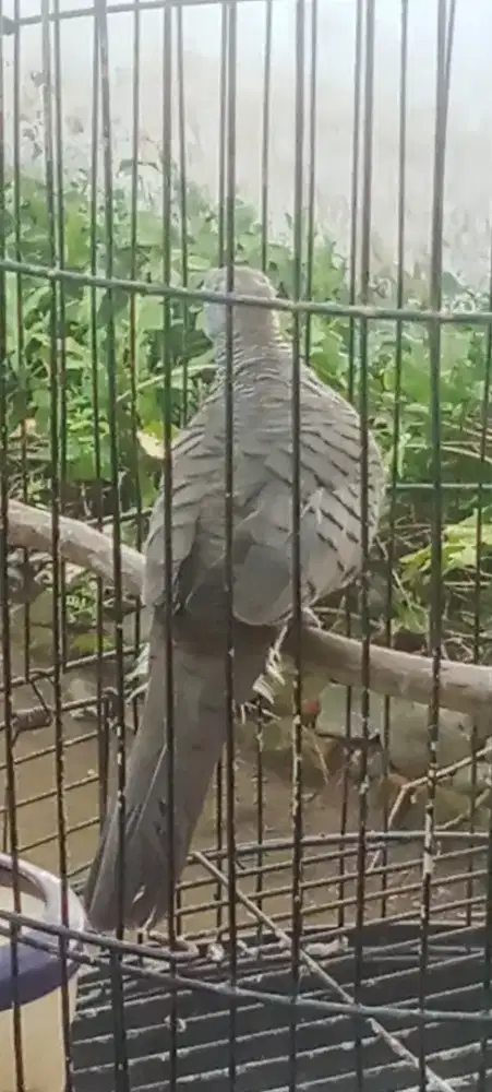 Burung perkutut katuranggan dobel