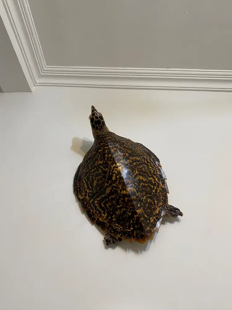 jual koleksi pribadi penyu