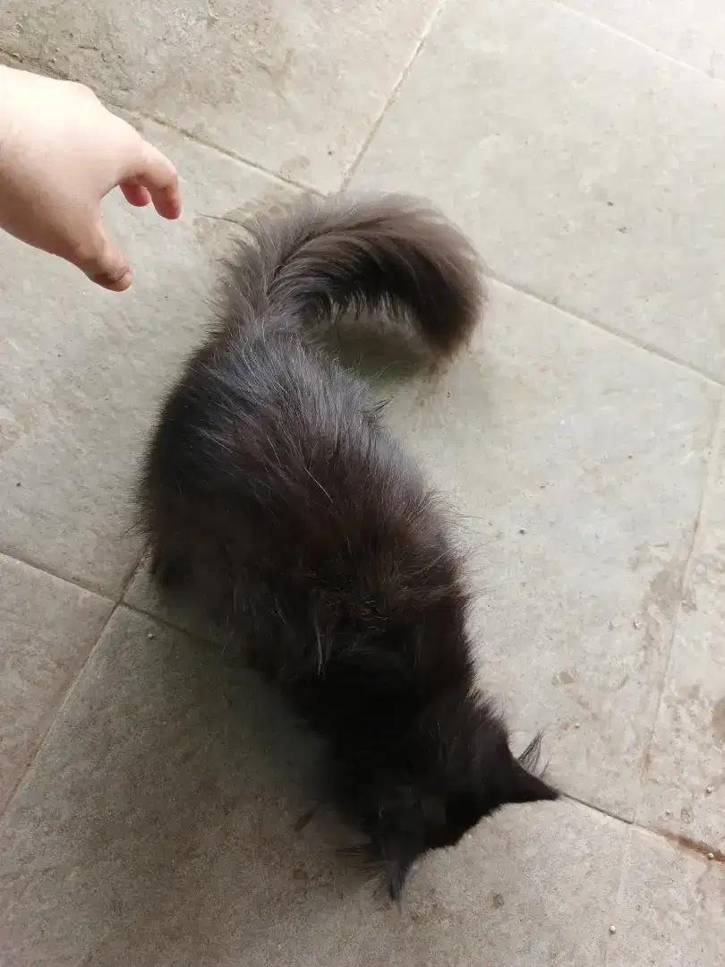 Kucing jantan usia 4 bulan
