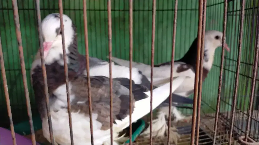 merpati hias belnatong sapi