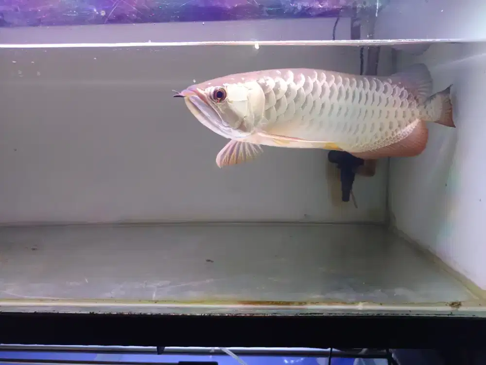 Arwana Golden Red Chip