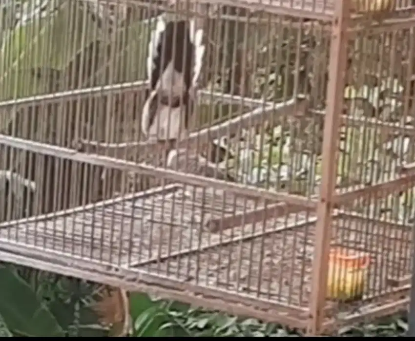 Burung perkutut sepasang ngowar