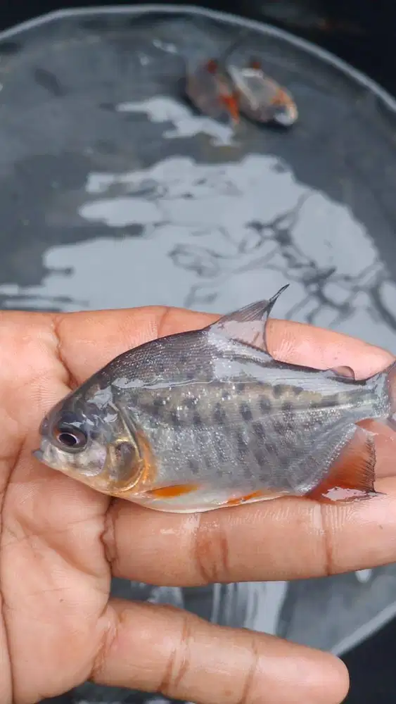 Jual ikan air tawar jenis bawal super dan aneka ikan lain nya