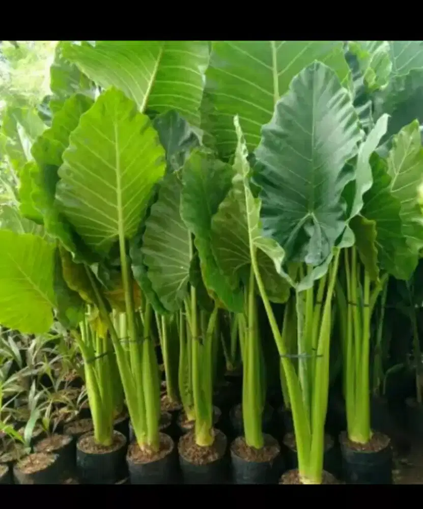 Pohon sente hijau 1 meter