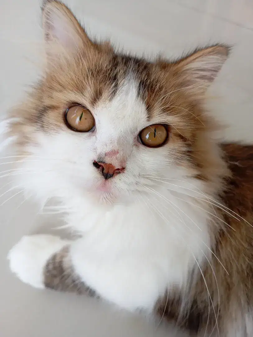 Kucing persia calico jantan usia 6 bln