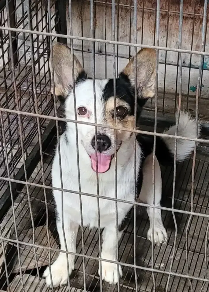 Peminat Adopsi Pet Anjing / Dog