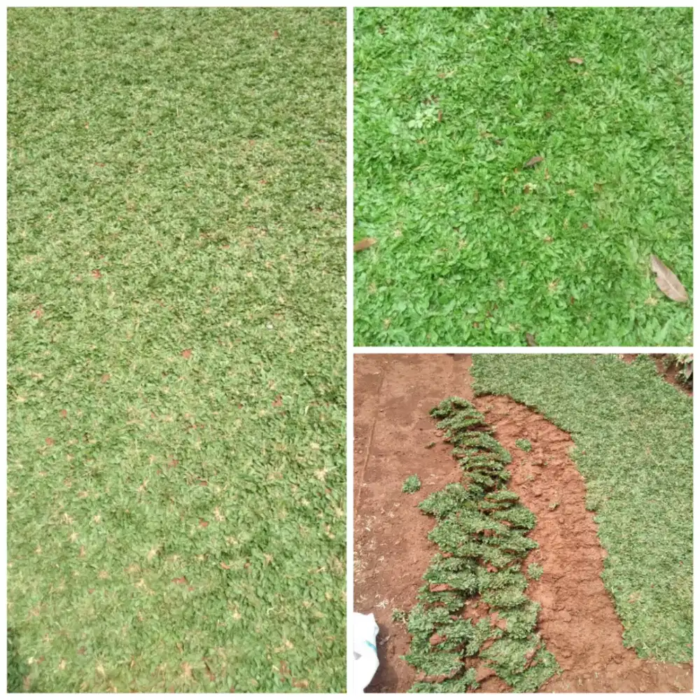 Rumput gajah mini/taman