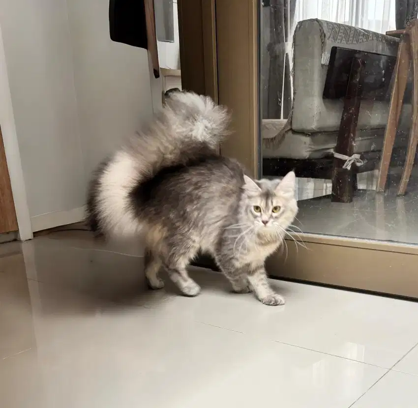 Open Adopt Kucing Persia