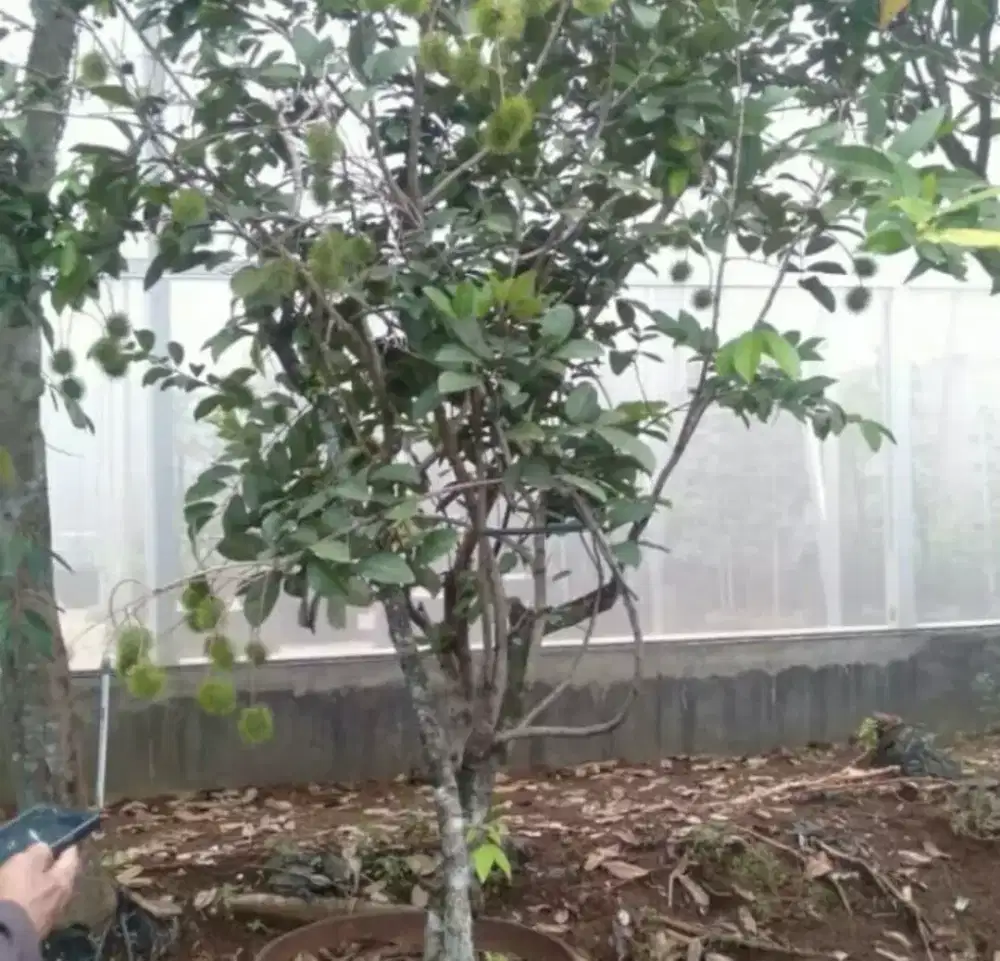 Pohon rambutan binjai berbuah tinggi 2 meter