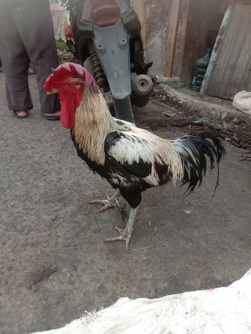 Jual ayam pelung jalak susu atau putih