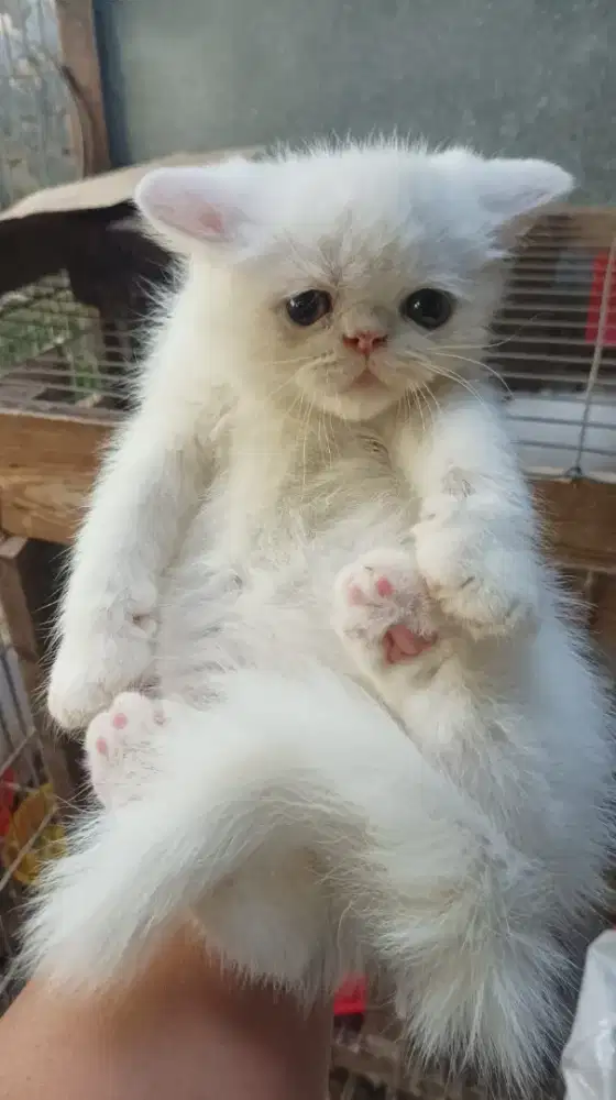 Kucing Ras Anggora Persia