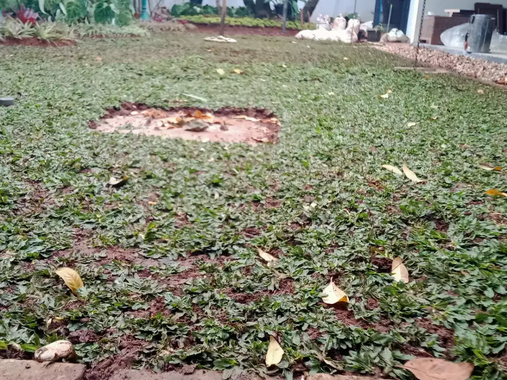 rumput gajah mini hijaw