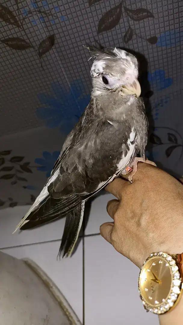 Falk wf jitot mantul