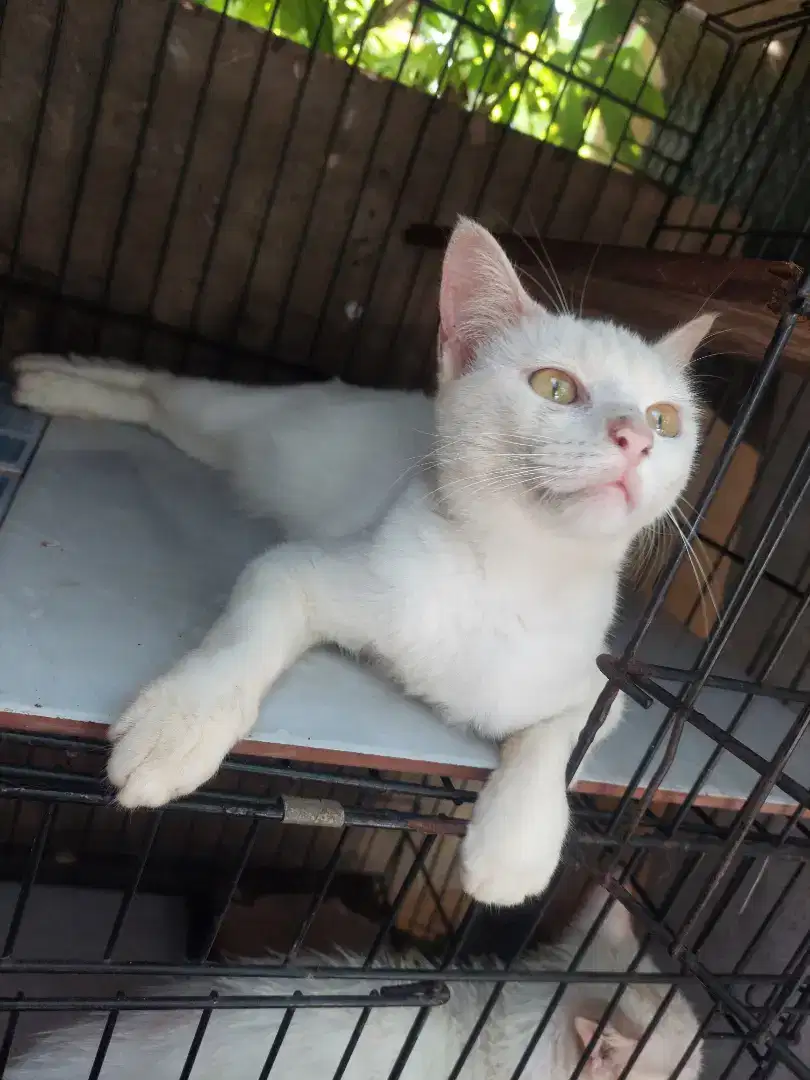 Betina jinak manja