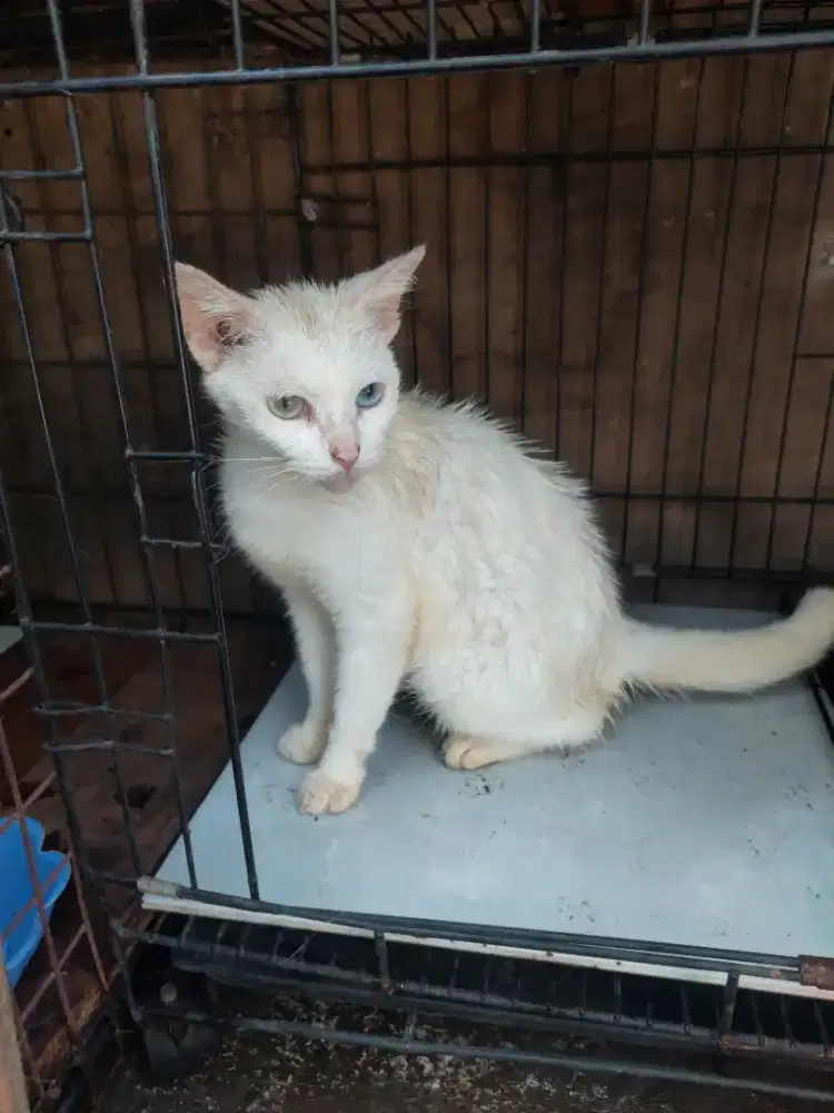 Betina mata biru kuning