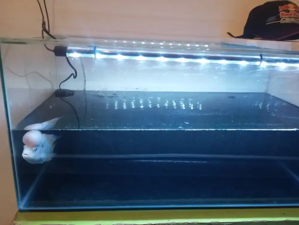 Di jual ikan Louhan unik khusus pencinta hewan peliharaan,1 set .