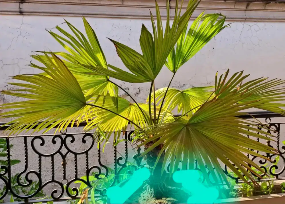 Palem kipas dengan pot plastik