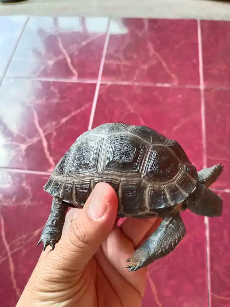 Kura kura Aldabra smoth dome