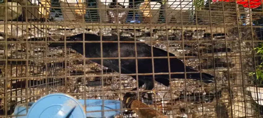 Burung Gaok Rawatan
