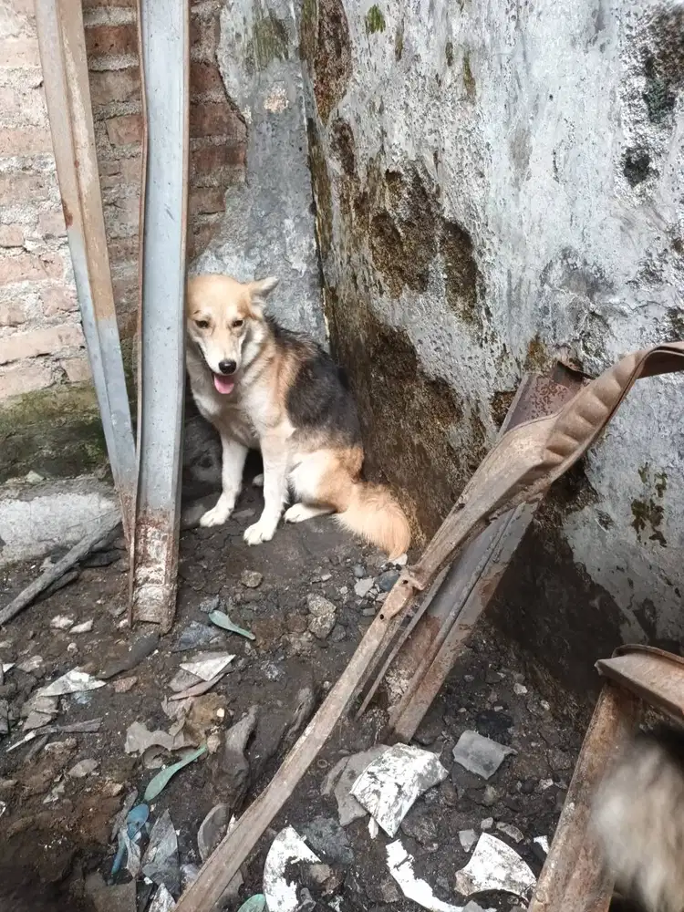 Anjing husky betina siap cus...