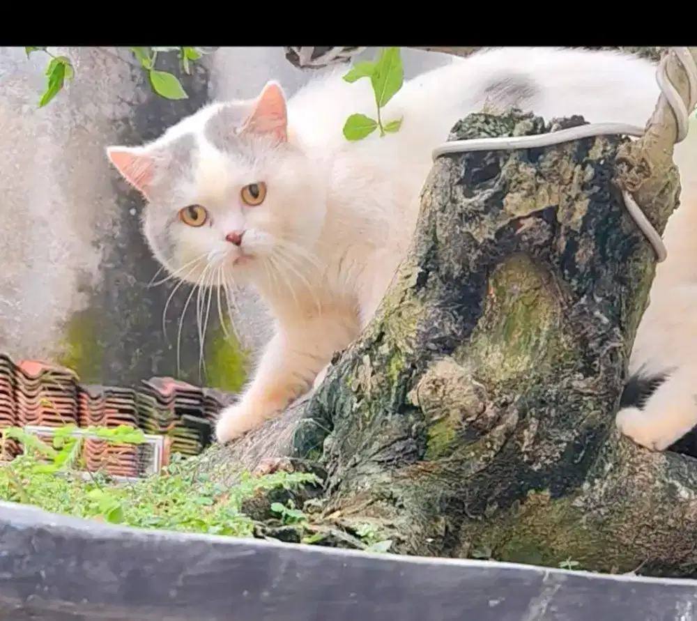 Bsh mix Scottish/Munchkin/british