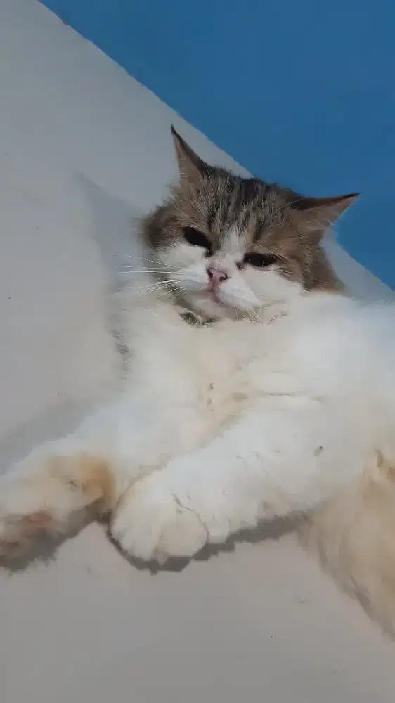 Home service mandikan (grooming) kucing