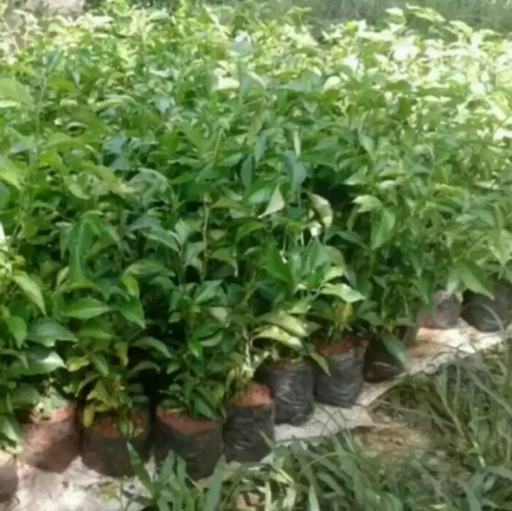 Pohon teh tehan untuk pagar