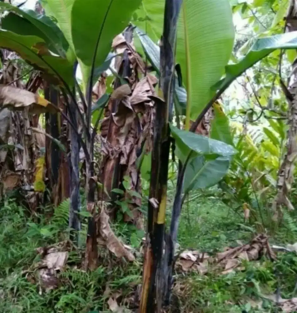 Pohon pisang batu hitam