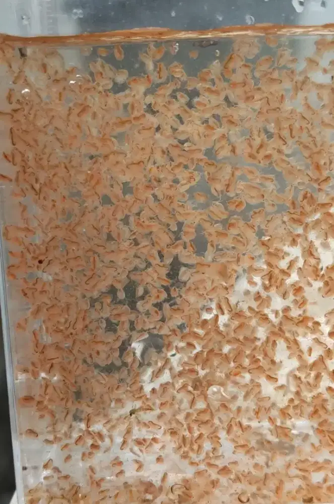 KUTU air Daphnia Magna