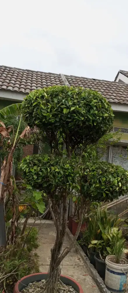 Bonsai beringin.bagus terawat dan subur.
