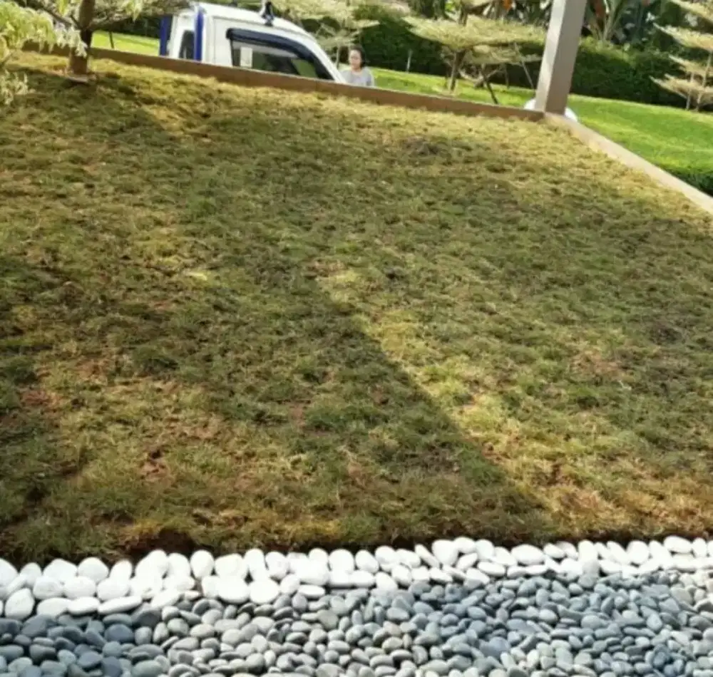 Jual pohon hias dan pasang rumput