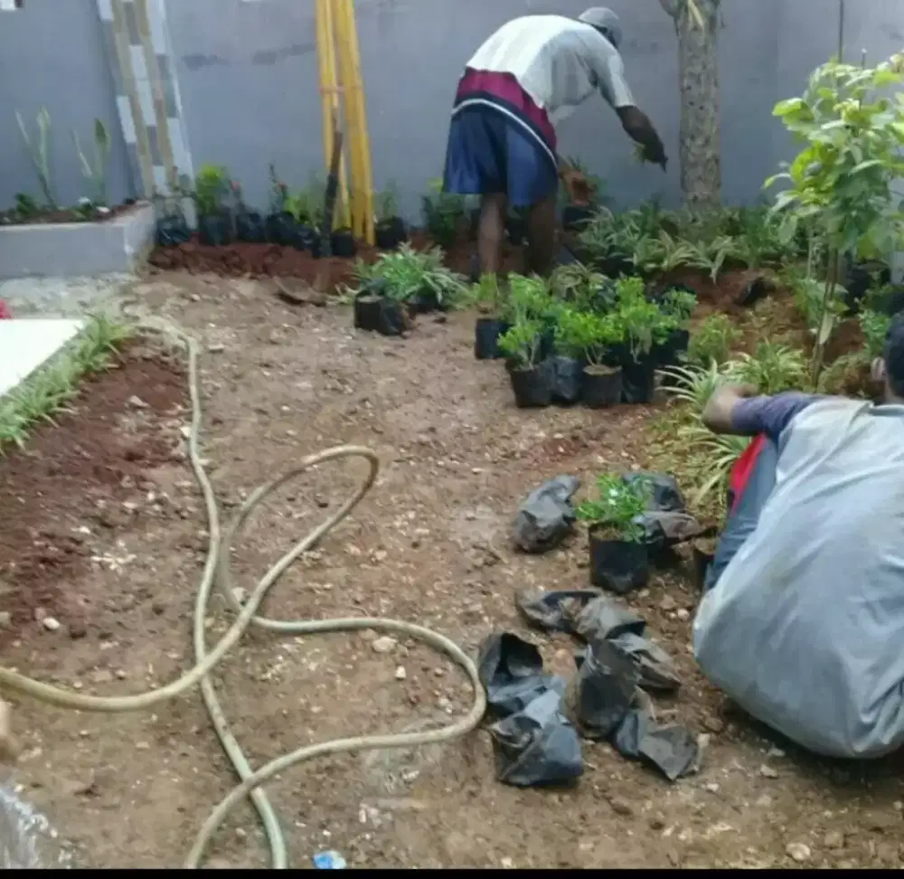 jual pohon hias dan pasang taman