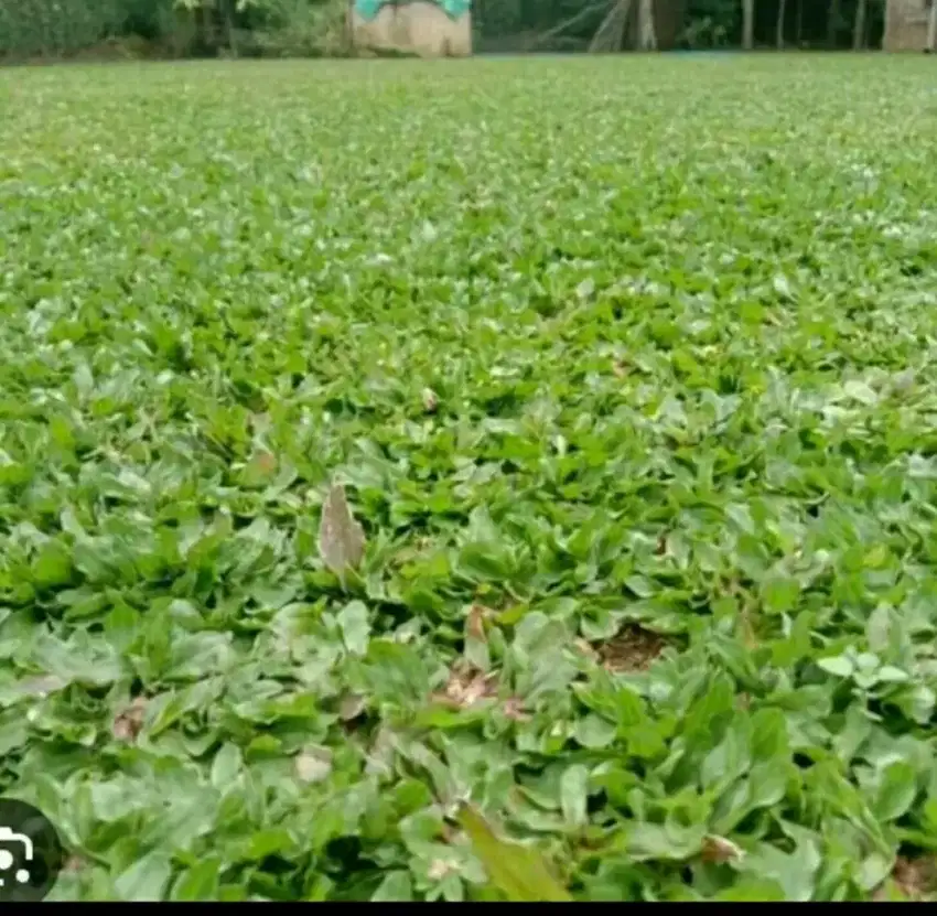 jual pohon hias dan rumput gajah mini